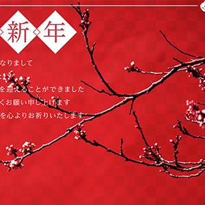 梅の花_写真