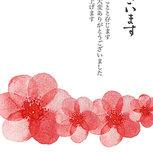 紅い花たち