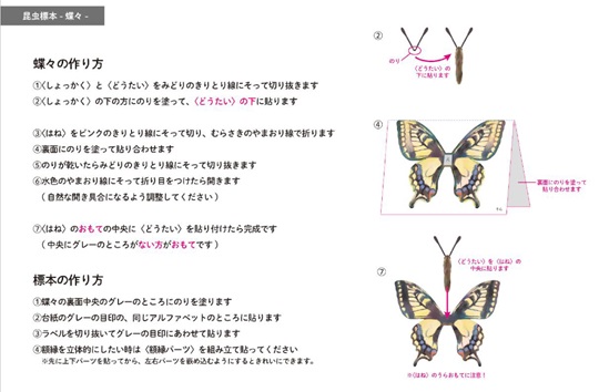 昆虫標本ペーパークラフト　蝶々